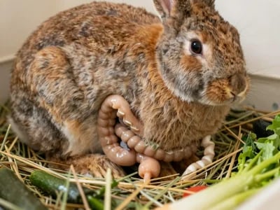 Understanding Rabbit Gut Stasis and Its Life-Threatening Risks - detail